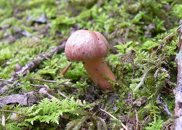 I  Funghi della collina pianeggiante